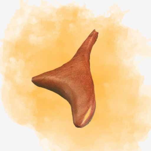 استیک دلفینی