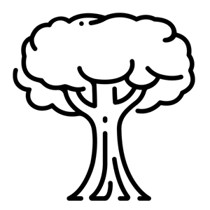 جنگل | باران